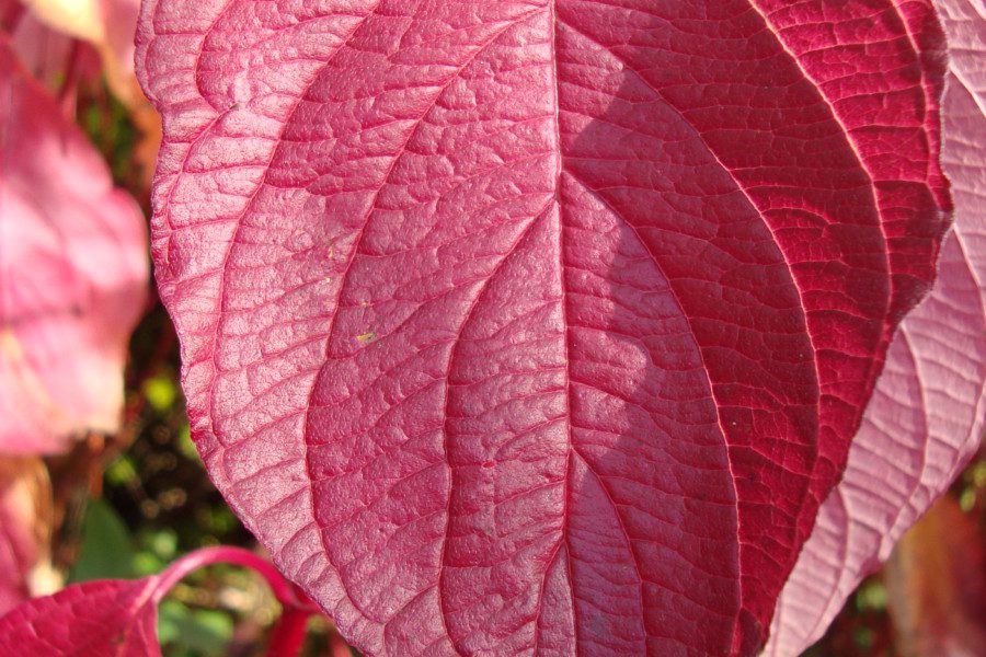 Autumn tints - close-up of leaf