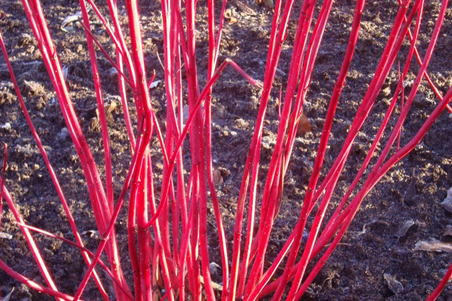 Winter stems