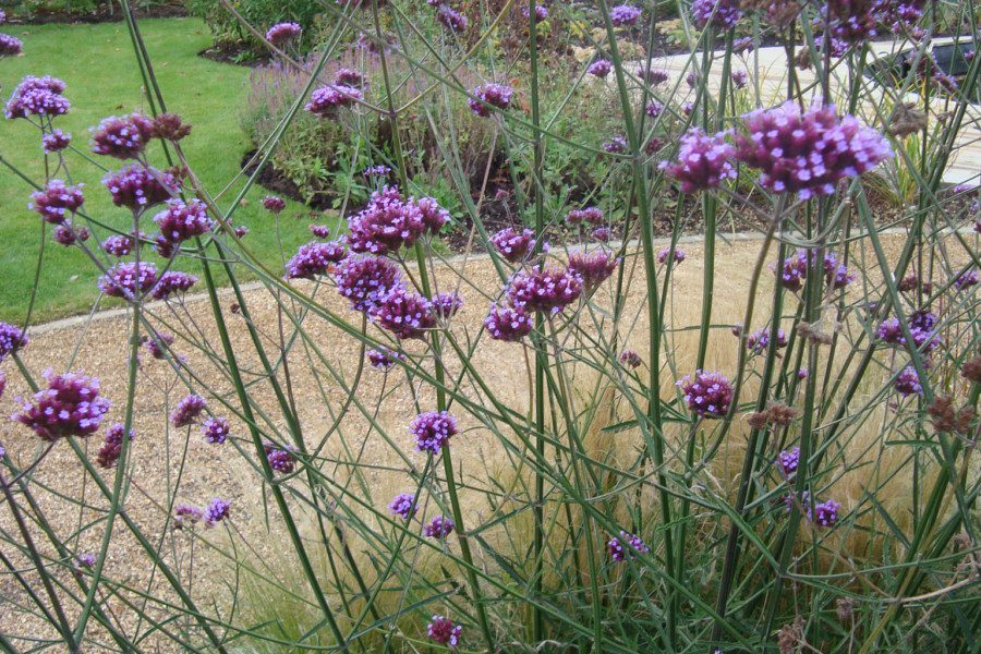 Verbena bonariensis #2