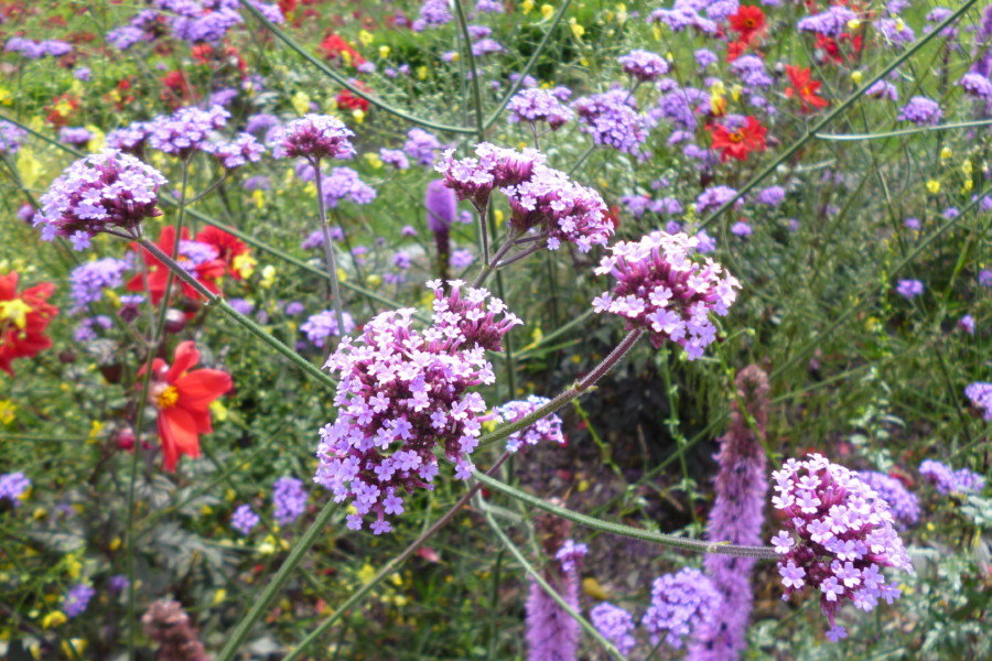 Verbena bonariensis #1