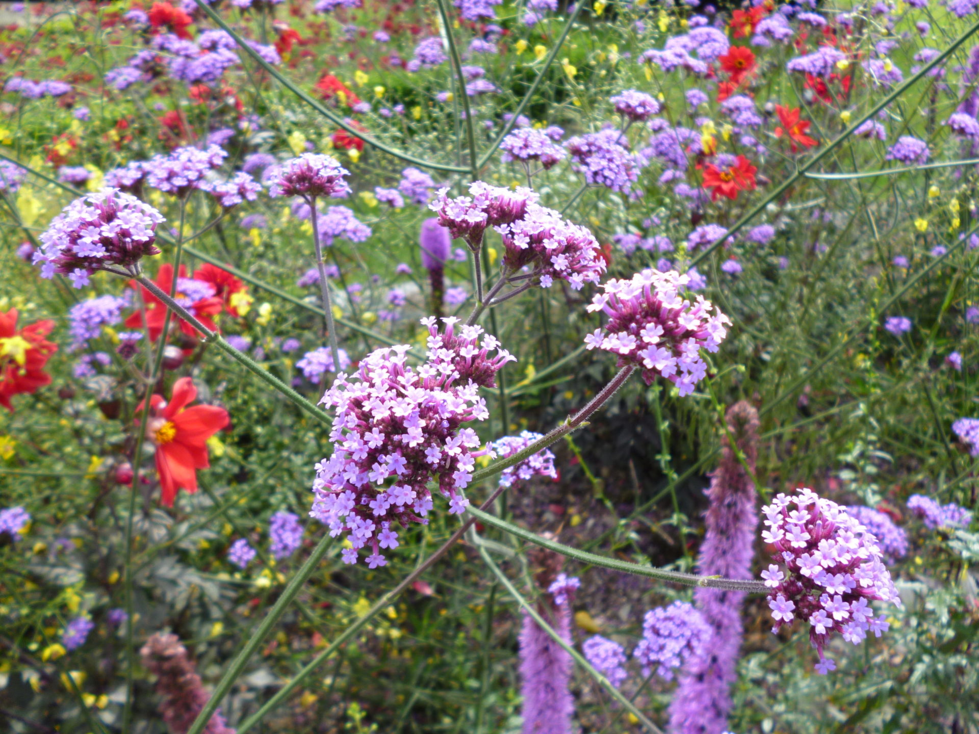 Verbena bonariensis Craven College Horticulture