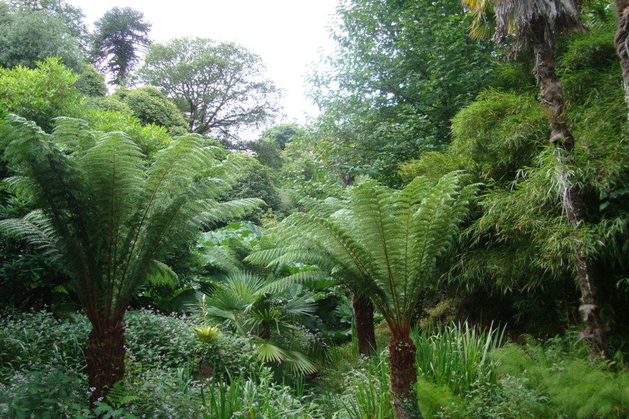 Ferns