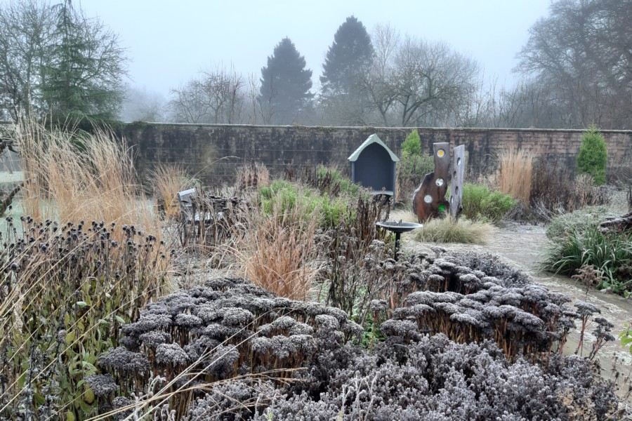 Seed heads in winter