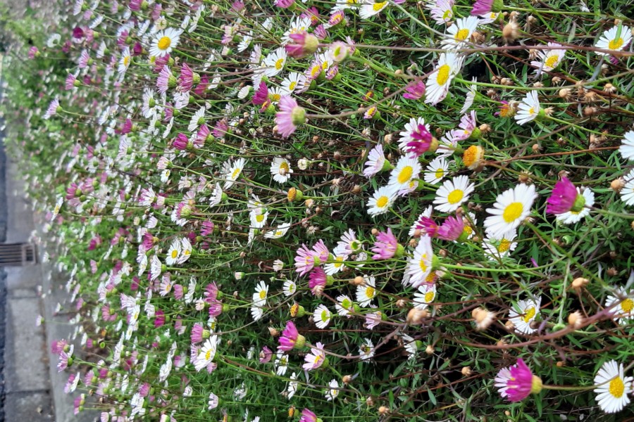 Habit - growing in a wall by the coast