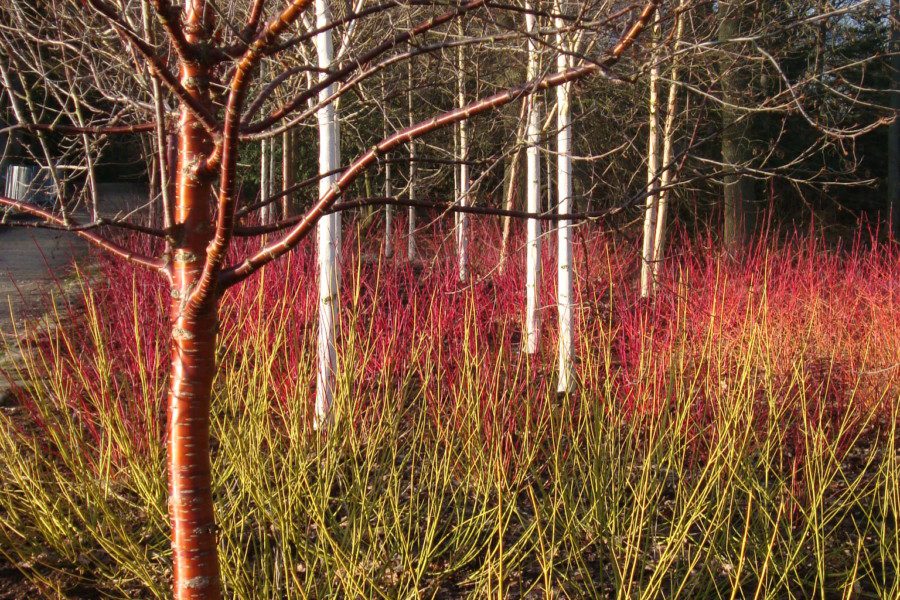 Garden setting - RHS Harlow Carr