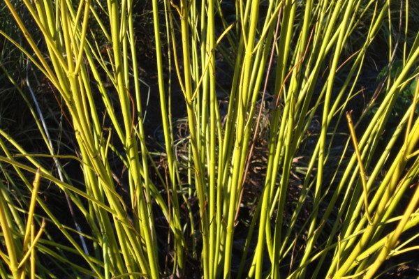 Cornus sericea ‘Flaviramea’ title