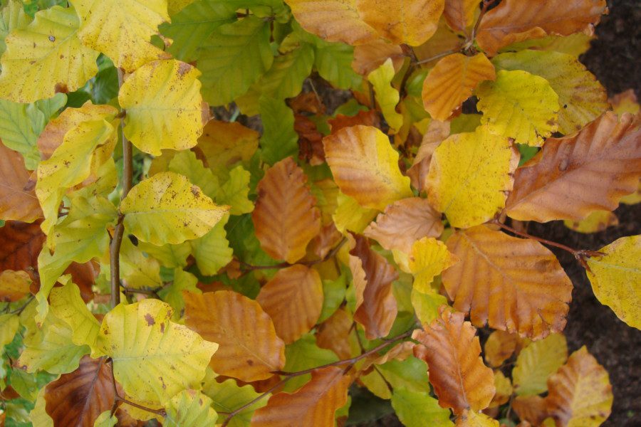 leaves on beech hedge