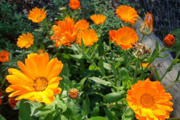 Calendula officinalis title