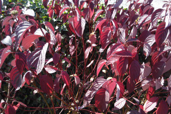 Cornus alba ‘Siberian Pearls’ title