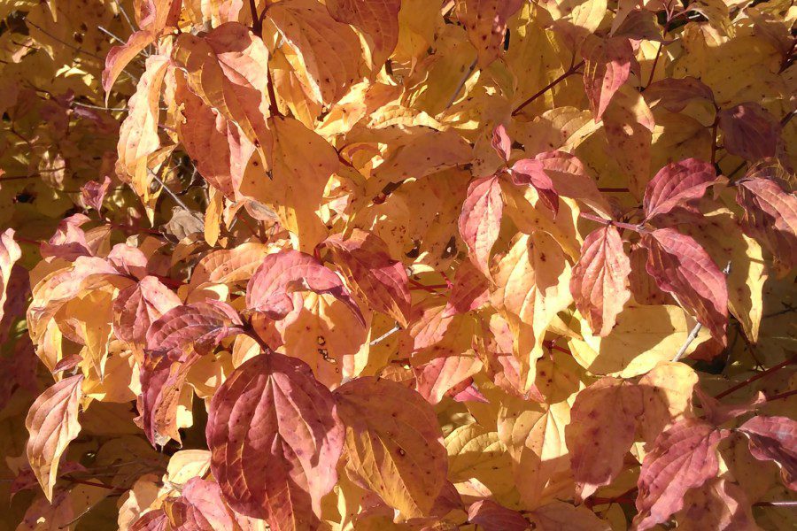 Cornus sanguinea ‘Anny's Winter Orange'