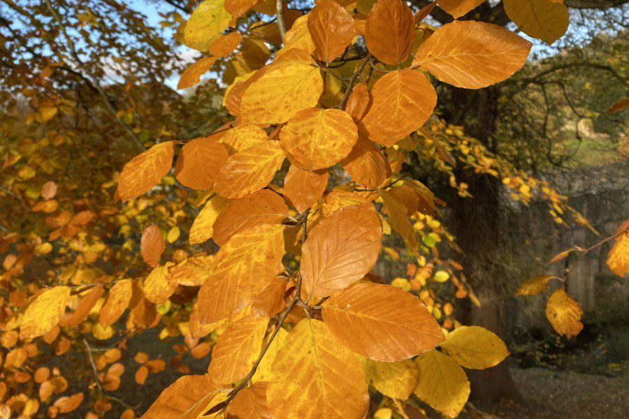 autumn leaves