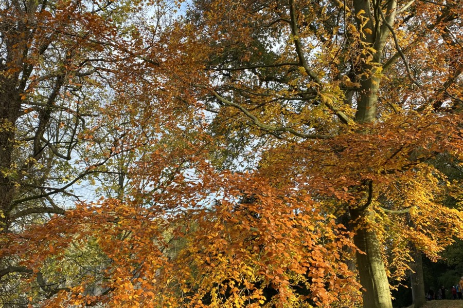 beech at Fountains Abbey