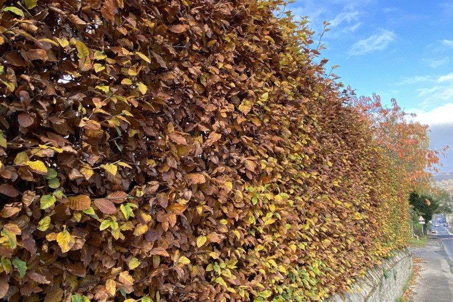 beech hedge in autumn (marcescence)