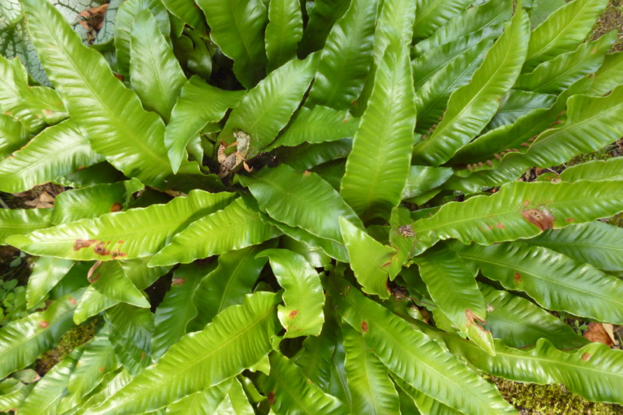 Asplenium scolopendrium