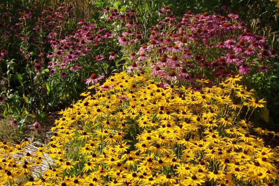 Rudbeckia fulgida var deamii