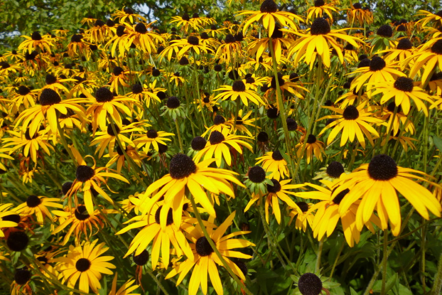 Rudbeckia fulgida var deamii at Wisley