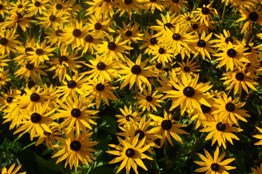 Rudbeckia fulgida var deamii