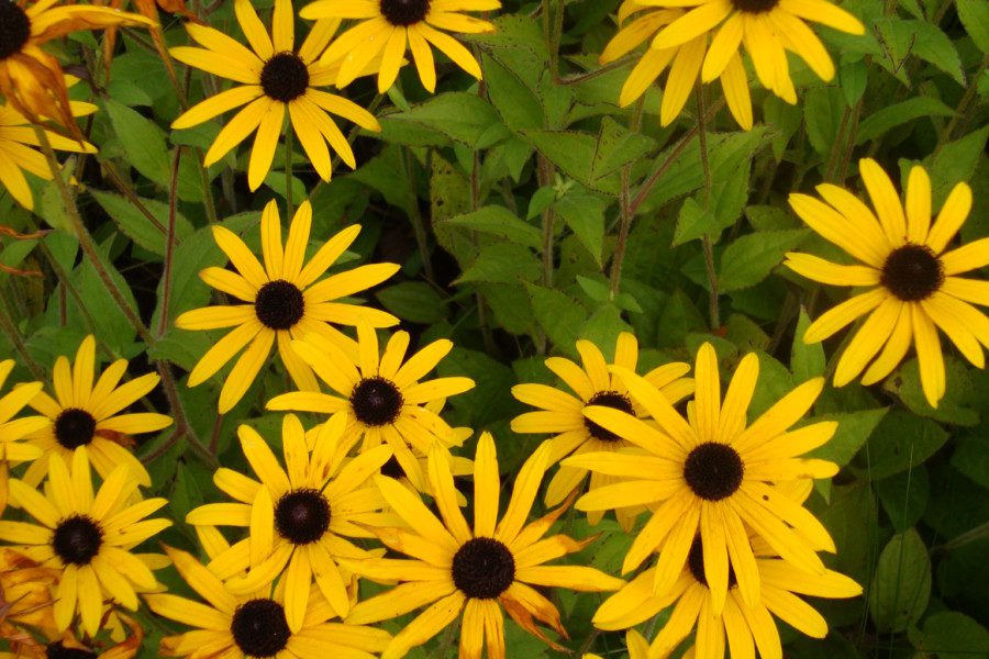 Rudbeckia fulgida var deamii