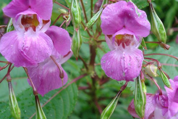 Impatiens glangulifera title